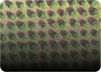 Crop Counting
